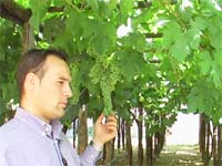 ポンペイの畑のブドウの木