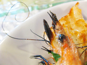 シラサエビのピエール