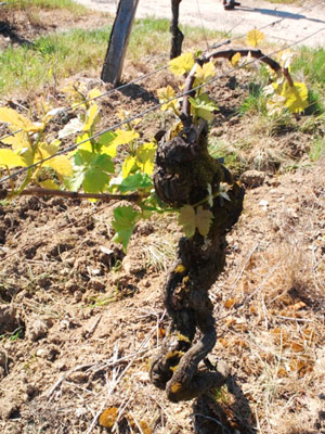 樹齢100年ぐらいの古木