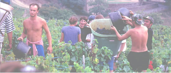 クロ・デュ・フィエフ　収穫の風景